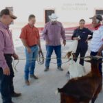 Impulsan evaluación reproductiva de sementales caprinos en Jaumave